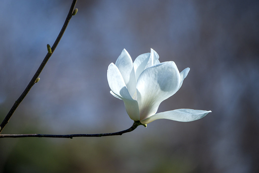Magnolia Yulan Flower Seeds White – Heirloom Non-GMO Seeds for Planting