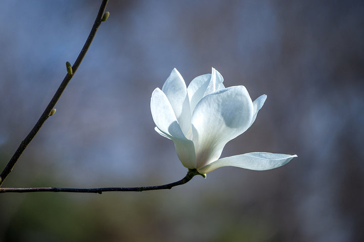 Magnolia Yulan Flower Seeds White – Heirloom Non-GMO Seeds for Planting