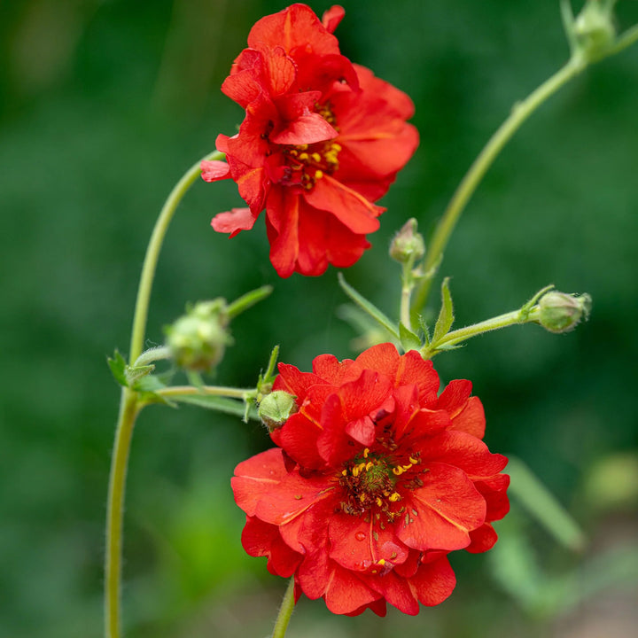 Red Geum Flower Seeds – Heirloom, Non-GMO, High Germination Seeds