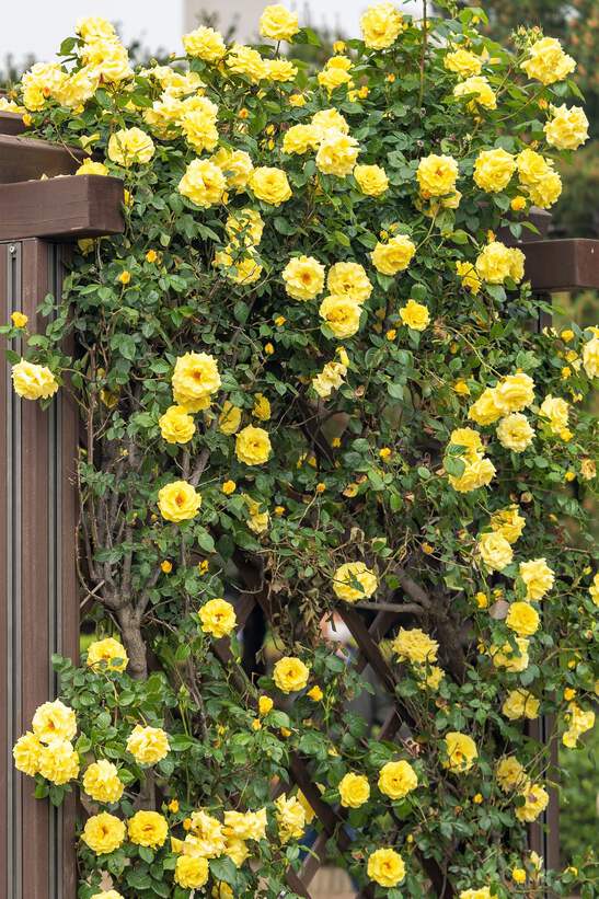 Generic Yellow Climbing Rose Seeds – Heirloom, Non-GMO, High Germination