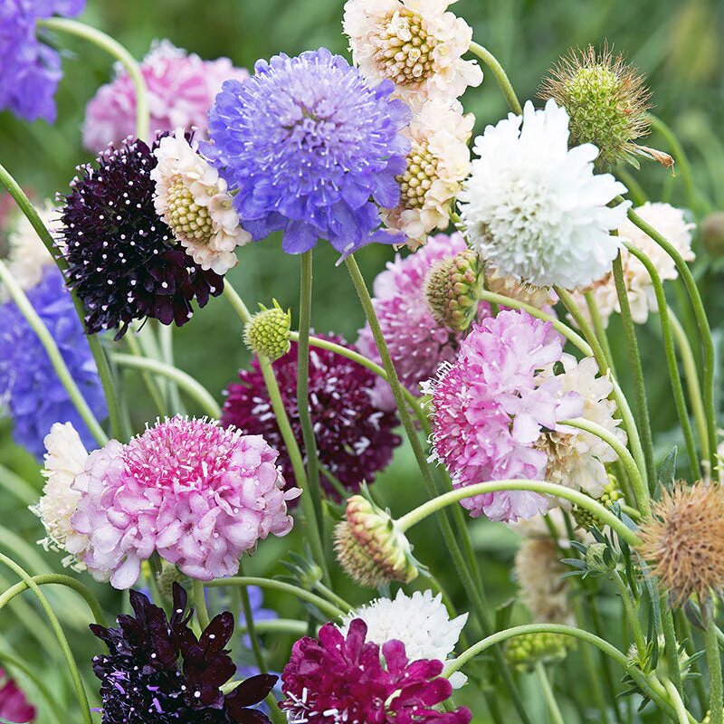 Mixed Scabiosa Flower Seeds – Heirloom, Non-GMO, High Germination Seeds
