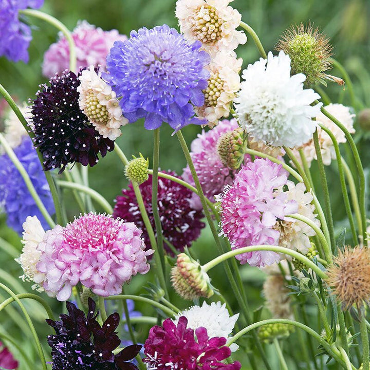 Mixed Scabiosa Flower Seeds – Heirloom, Non-GMO, High Germination Seeds