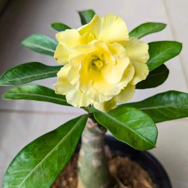 Adenium Flower Seeds Yellow for Planting – Heirloom Non-GMO High Germination Organic Garden Seeds