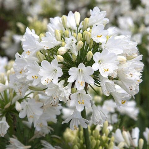 Agapanthus Flower Seeds White for Planting – Heirloom Non-GMO High Germination Organic Seeds