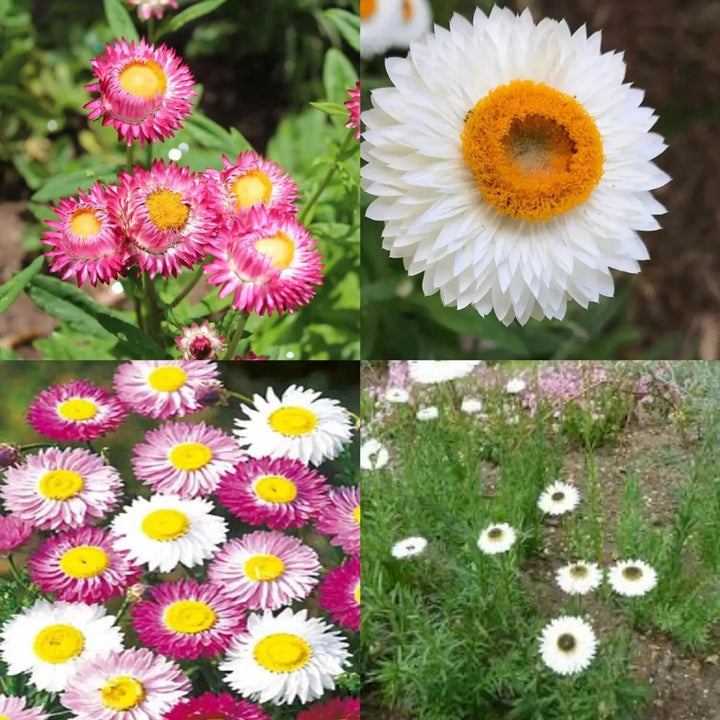 Mixed Acroclinium Flower Seeds – Heirloom, Non-GMO, High Germination Seeds