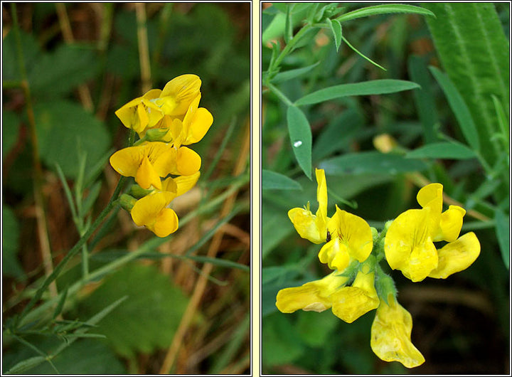 Yellow Lathyrus Odoratus Flower Seeds – Heirloom, Non-GMO, High Germination Seeds