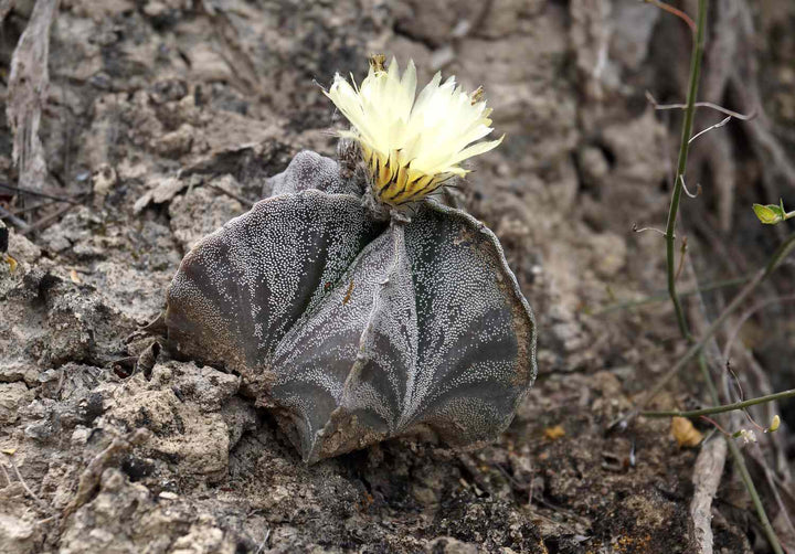 Astrophytum Flower Seeds Yellow for Planting – Heirloom Non-GMO High Germination Organic Seeds