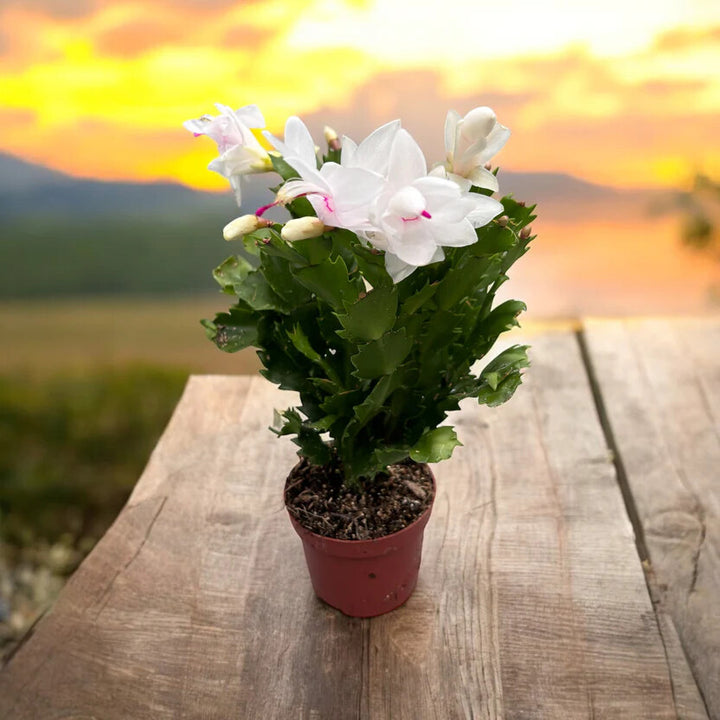 White Schlumbera Flower Seeds for Planting – Heirloom, Non-GMO, High Germination Organic Garden Seeds