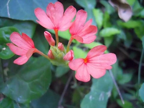 Semillas de flores de crossandra rosa para plantar – Semillas reliquia no transgénicas de alta germinación