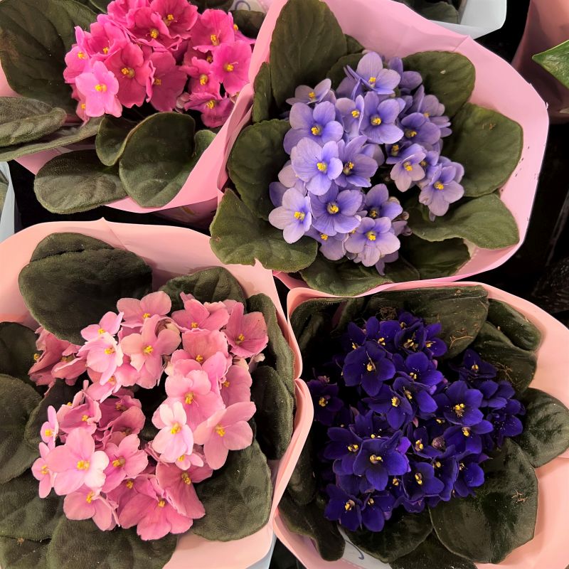 Mixed Saintpaulia Flower Seeds – Heirloom, Non-GMO, High Germination Seeds