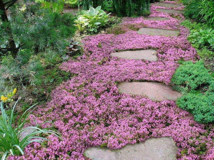 Semillas de flores de tomillo rastrero rosa para plantar – Semillas tradicionales no transgénicas