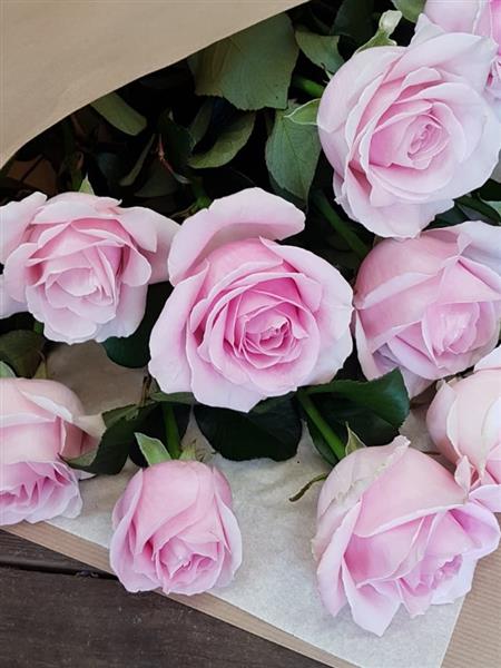 Pale Pink Rose Flower Seeds – Heirloom, Non-GMO, High Germination Seeds