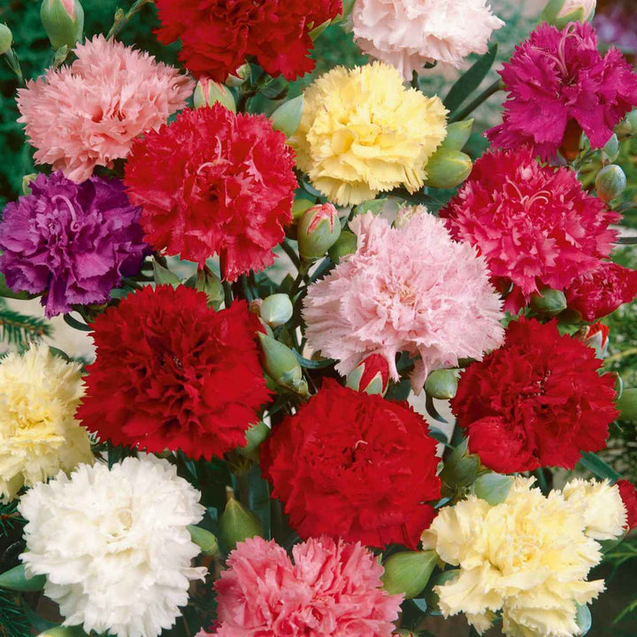Carnation Flower Seeds Mixed – Heirloom, Non-GMO, High Germination Organic Garden Seeds
