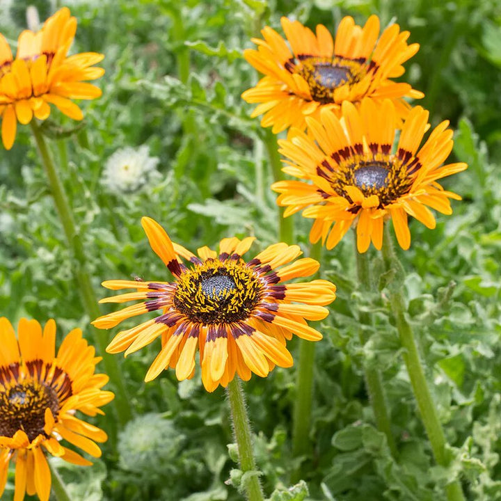 Orange Venidium Flower Seeds – Heirloom, Non-GMO, High Germination Seeds