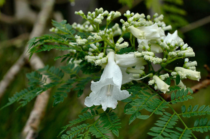 Jacaranda Flower Seeds White – Heirloom, Non-GMO, High Germination Seeds