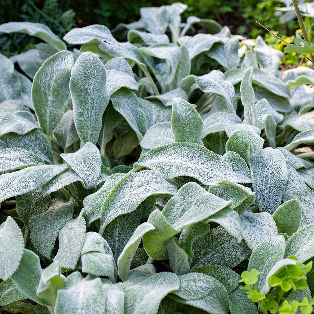 Gray Lambs herb seeds