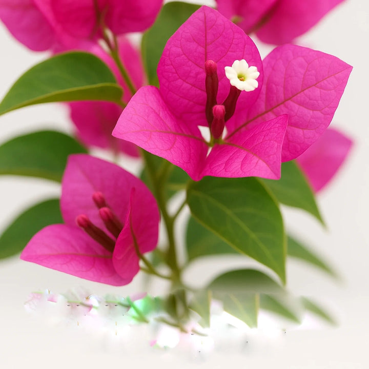 Climbing Bougainvillea Flower Seeds Pink – Heirloom, Non-GMO, High Germination Organic Garden Seeds