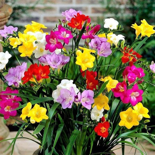 Mixed Freesia Flower Seeds – Heirloom, Non-GMO, High Germination Seeds