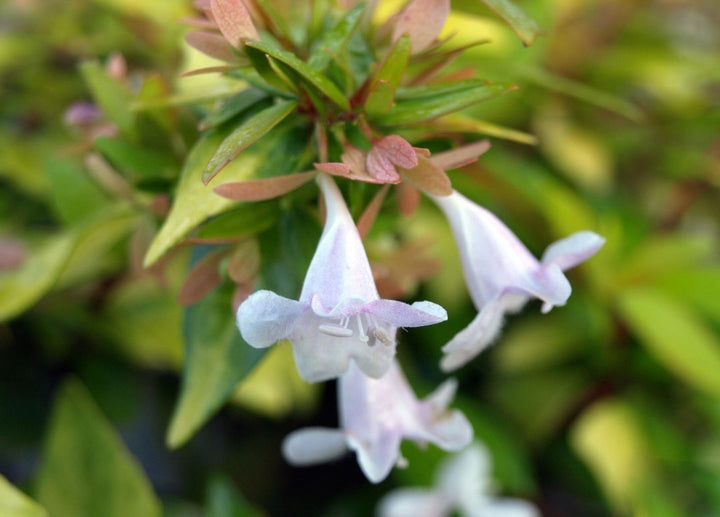 White Abelia Flower Seeds for Planting – Heirloom Non-GMO, High Germination Organic Garden Seeds