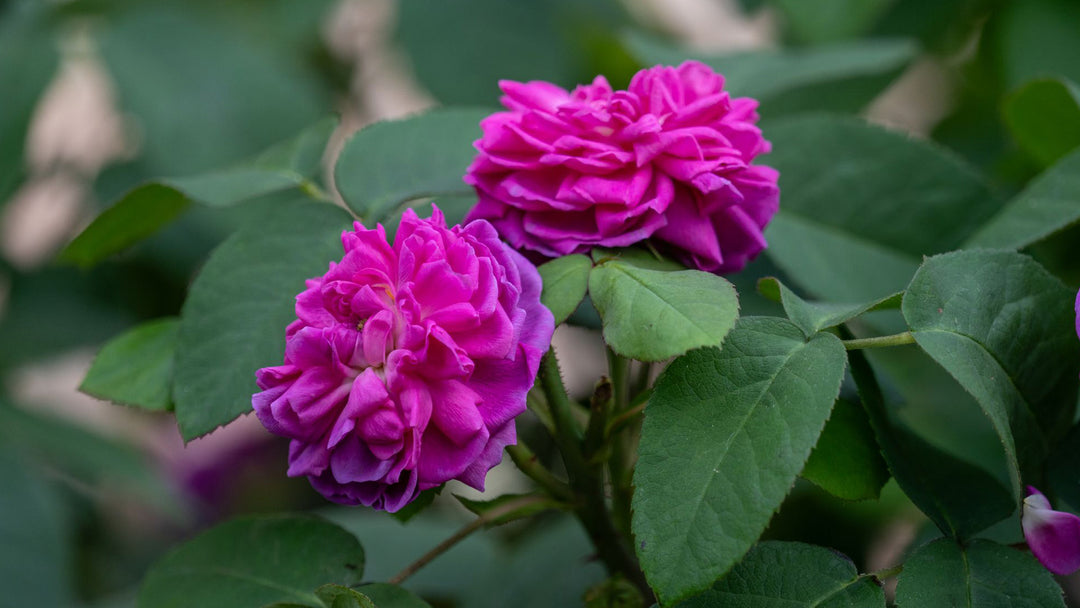 Damask Rose Flower Seeds – Heirloom, Non-GMO, High Germination Organic Garden Seeds