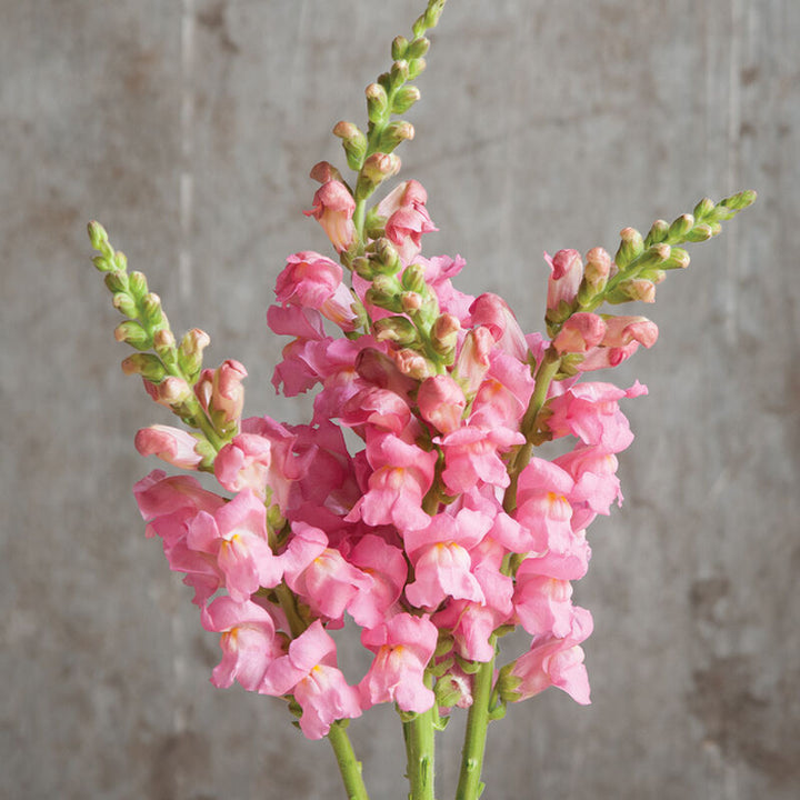 Semillas de flores de Antirrhinum rosa claro – Herencia, no transgénicas, de alta germinación