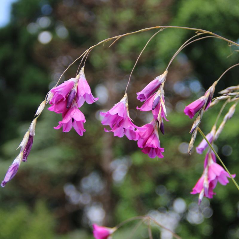 pulcherrimum flower flower seeds