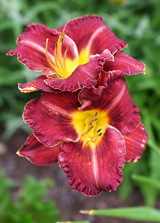 Dark Maroon Hemerocallis Flower Seeds – Heirloom Non-GMO Organic Garden Seeds