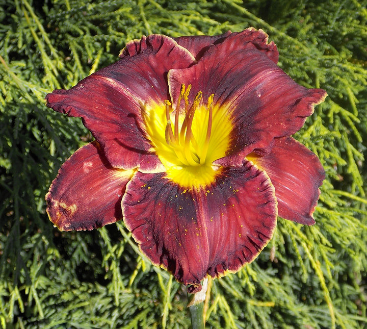 Dark Maroon Hemerocallis Flower Seeds – Heirloom Non-GMO Organic Garden Seeds