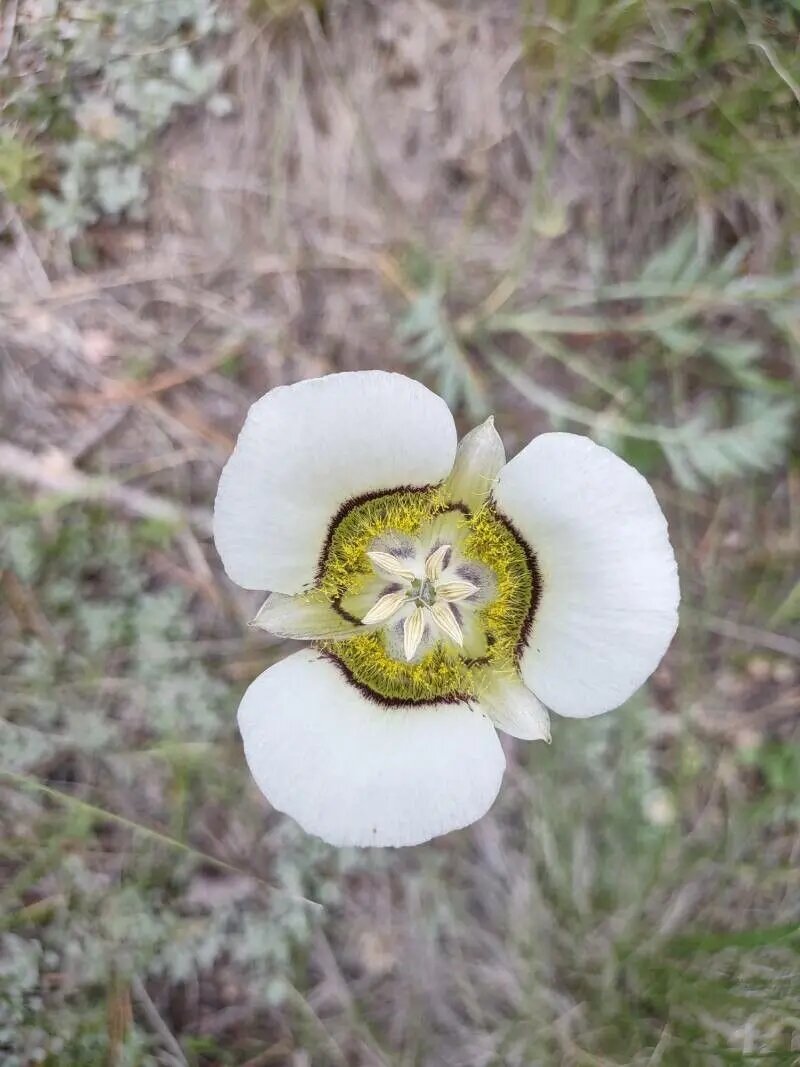 Calochortus Flower Seeds White – Heirloom, Non-GMO, High Germination Seeds for Planting