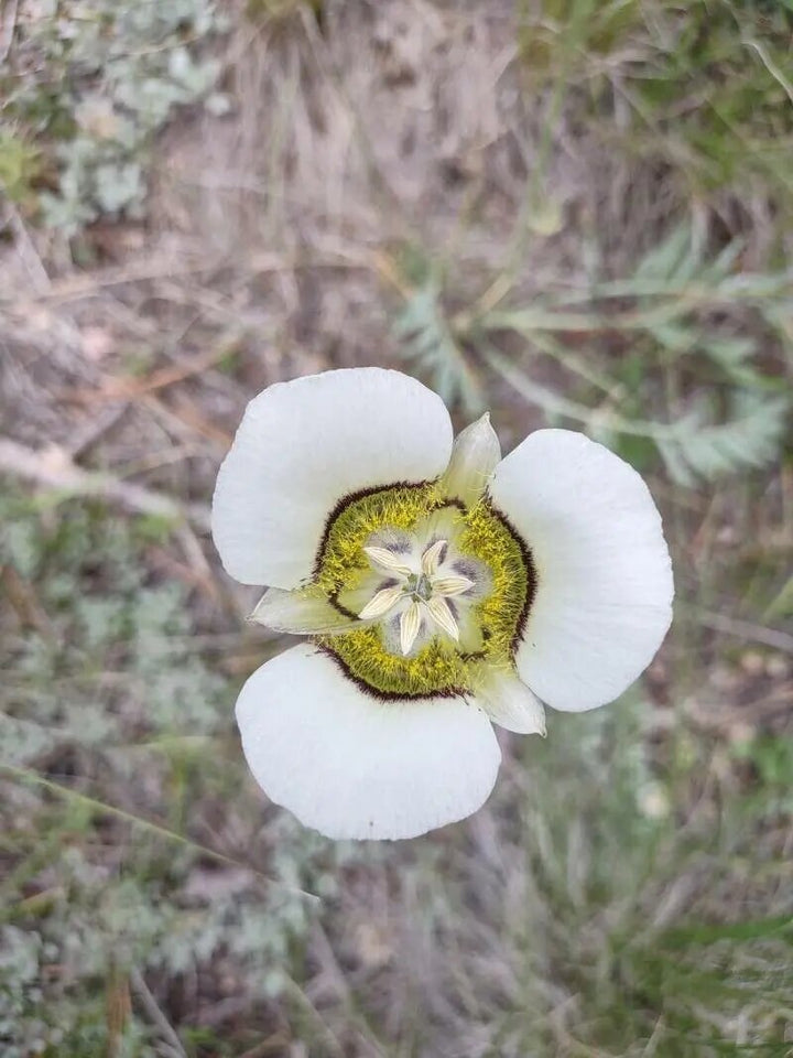Calochortus Flower Seeds White – Heirloom, Non-GMO, High Germination Seeds for Planting
