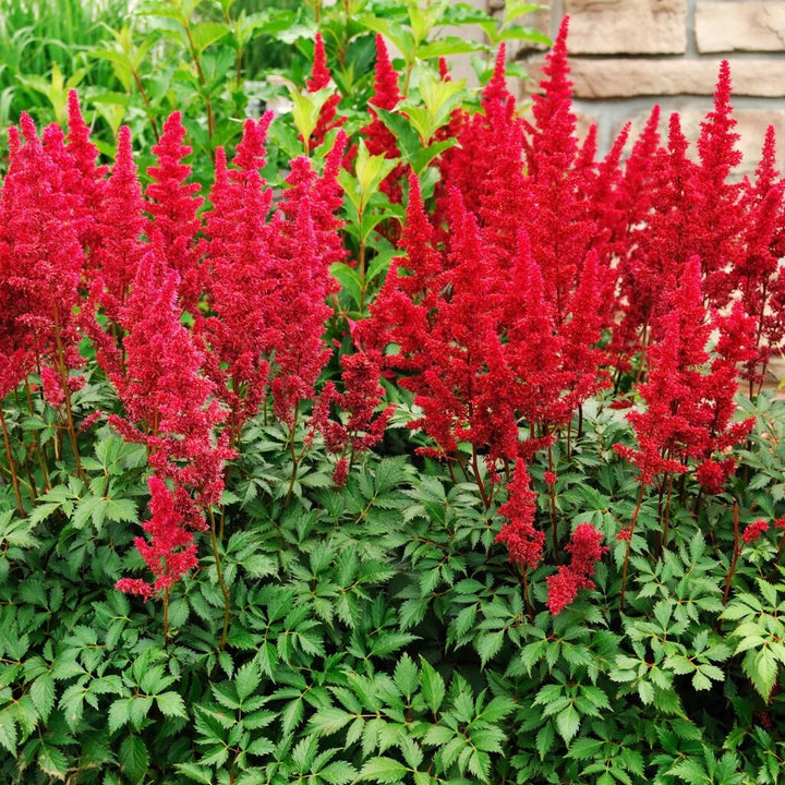 Red Astilbe Flower Seeds for Planting Heirloom Non-GMO High Germination Organic Garden Seeds