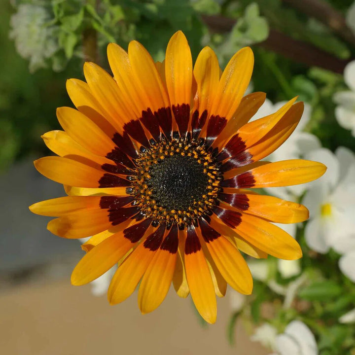 Orange Venidium Flower Seeds – Heirloom, Non-GMO, High Germination Seeds