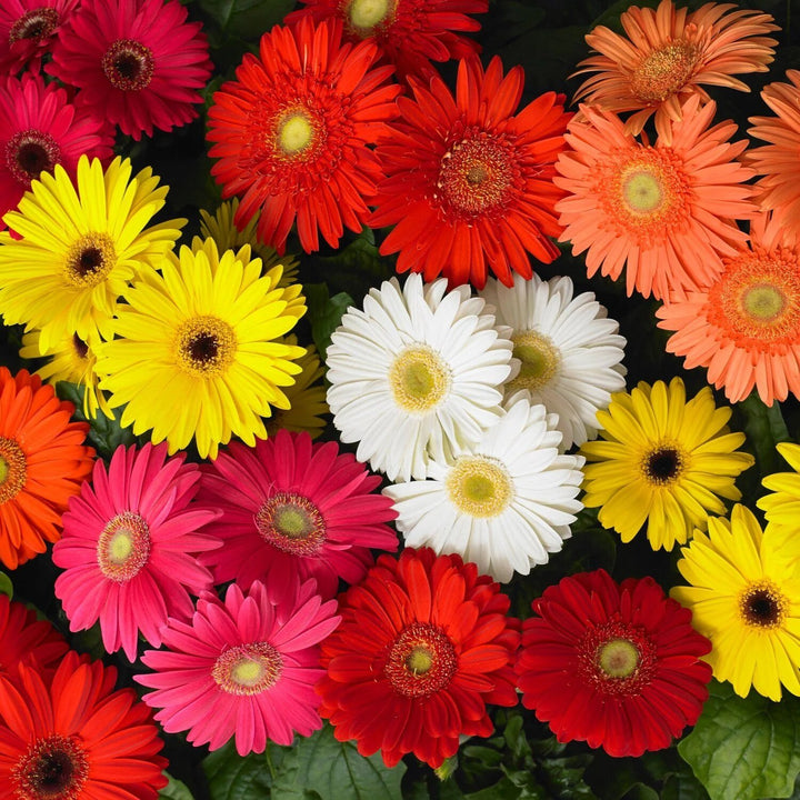 Mixed Gerbera Flower Seeds – Heirloom, Non-GMO, High Germination Seeds