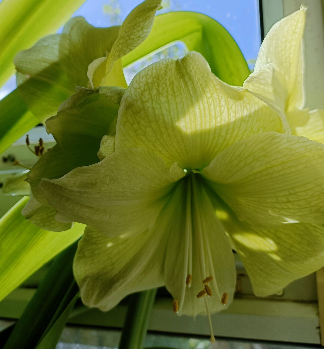 Giant Amaryllis Flower Seeds Green – Heirloom, Non-GMO, High Germination Seeds
