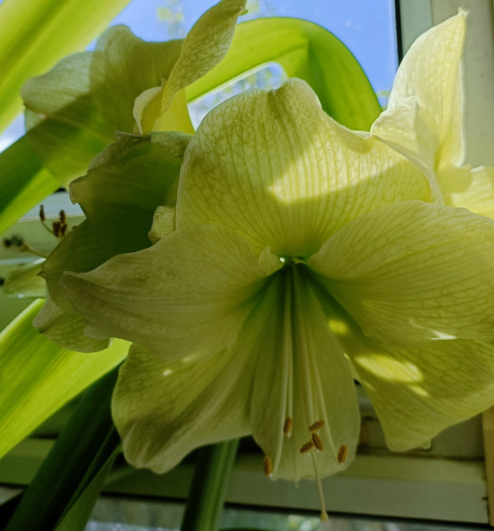 Giant Amaryllis Flower Seeds Green – Heirloom, Non-GMO, High Germination Seeds