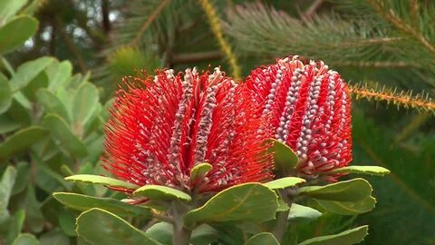 Banksia Flower Seeds Rot zum Pflanzen – Erbstück Non-GMO Hohe Keimrate Bio-Samen