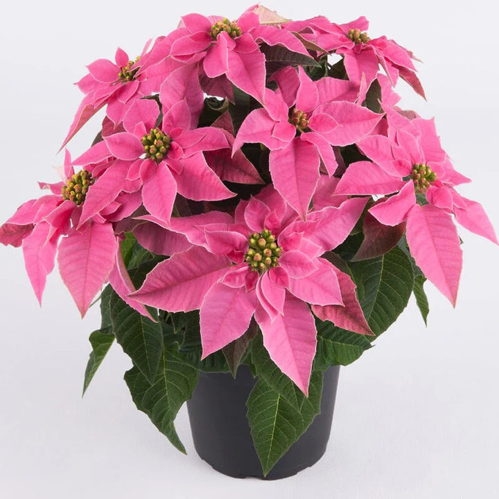 Pink Poinsettia Flower Seeds for Planting – Heirloom Non-GMO Organic Garden Seeds