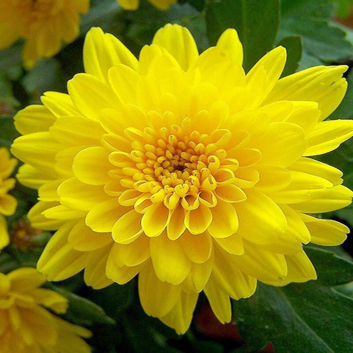 Yellow Chrysanthemum Flower Seeds for Planting – Heirloom Non-GMO High Germination
