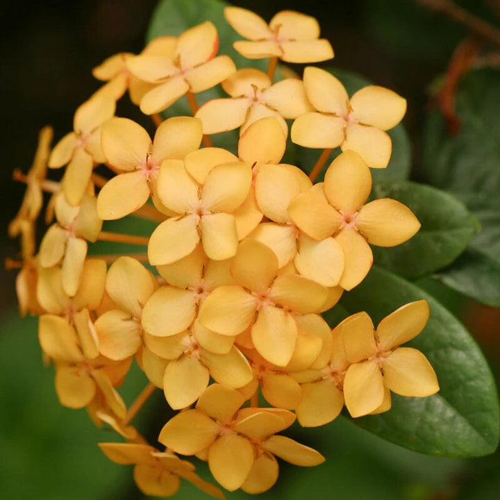 Ixora Flower Seeds Yellow – Heirloom Non-GMO High Germination Organic Garden Seeds