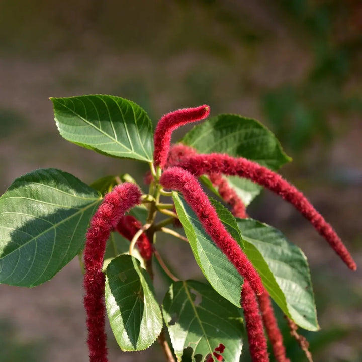 Acalypha Hispida Flower Seeds for Planting – Heirloom Non-GMO High Germination Organic Seeds