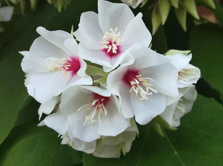 Dombeya Burgessiae Flower Seeds – Heirloom, Non-GMO, High Germination Seeds