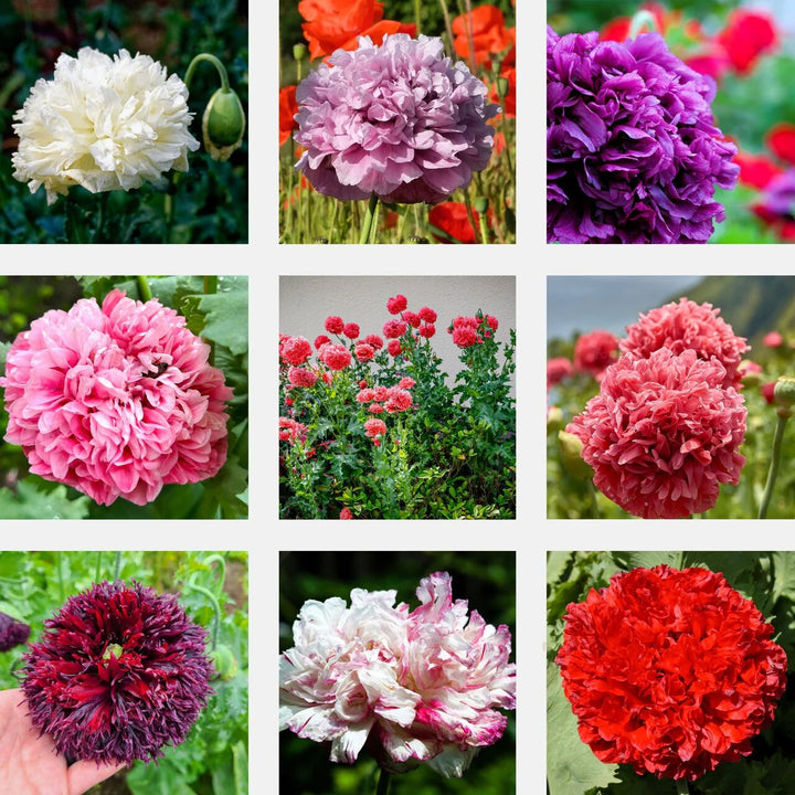 Mixed Double Peony Flower Seeds – Heirloom, Non-GMO, High Germination Seeds
