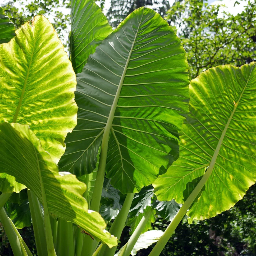 Green Giant herb seeds