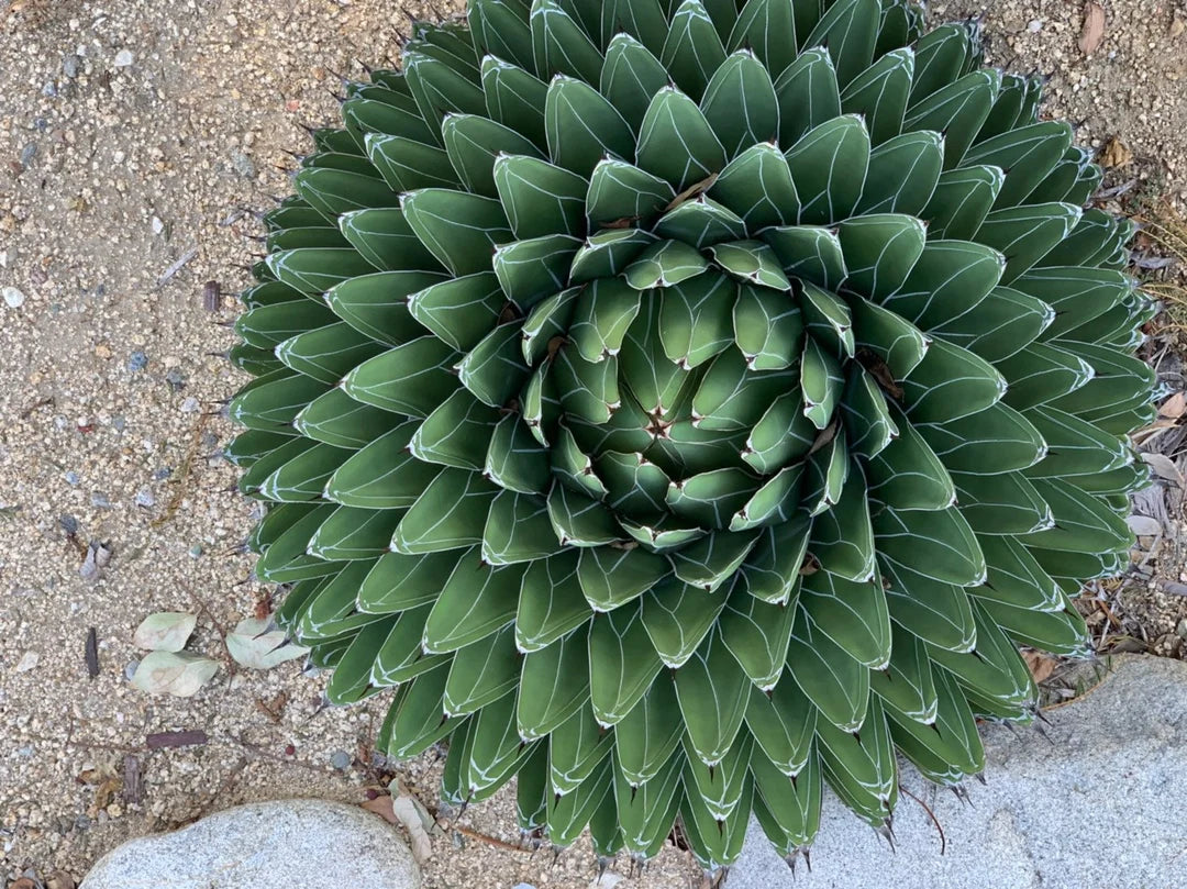 Agave Victoriae herb seeds