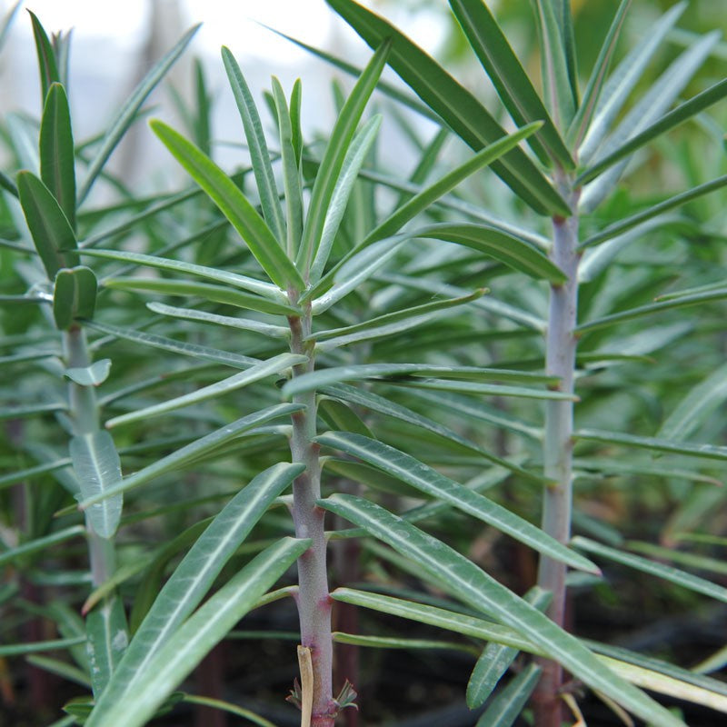 Lathyris Plant herb seeds