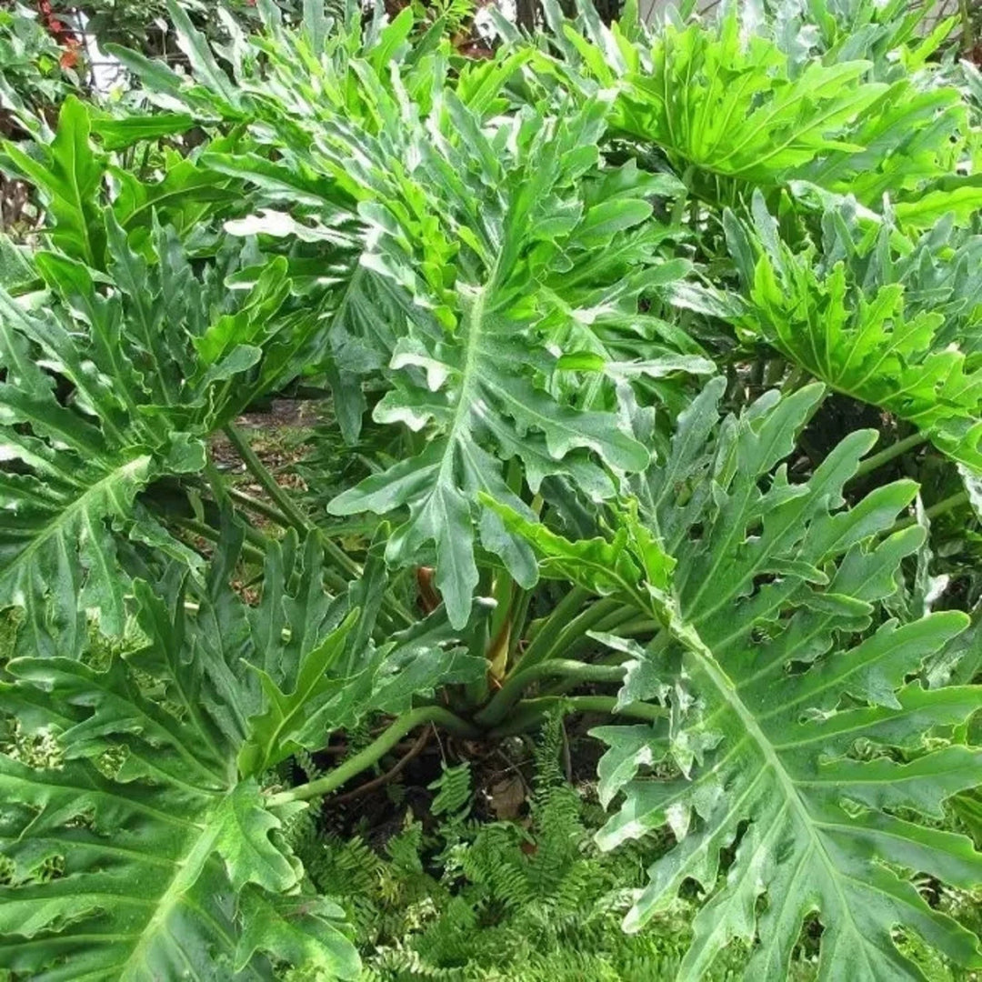 Green Philodendron herb seeds