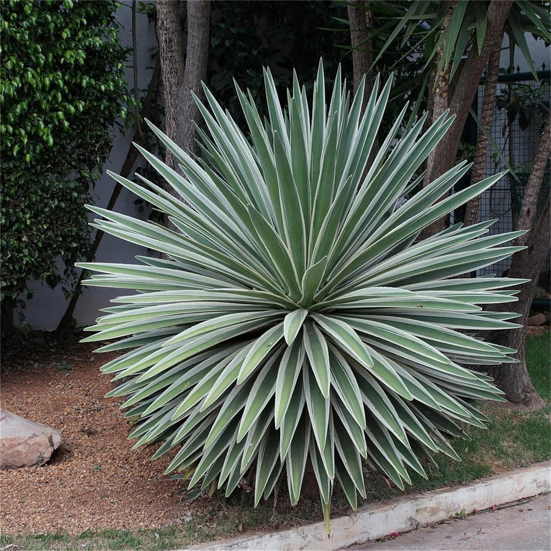 Green Agave herb seeds
