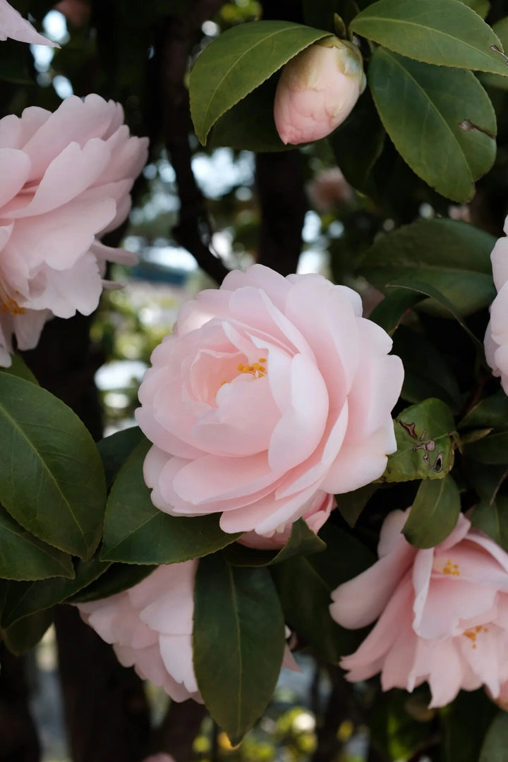 Semillas de flores de camelia rosa pálido – Cimiente, no-OGM, semillas de alta germinación para plantar