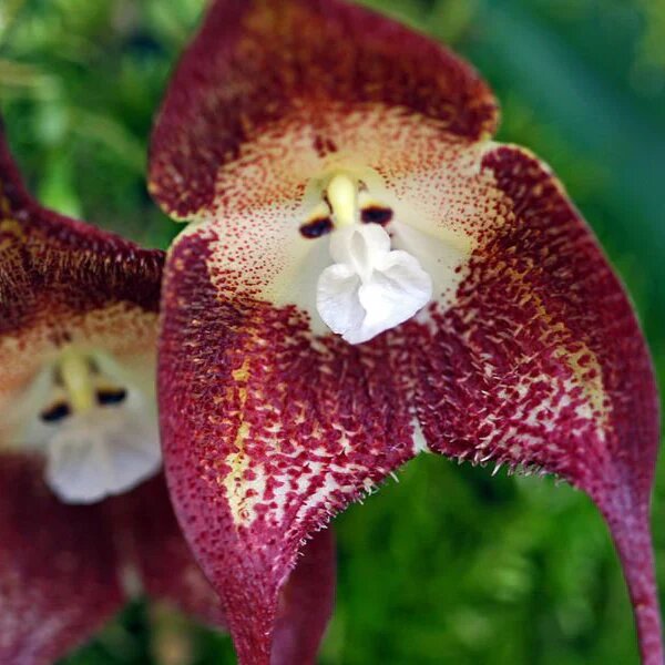 Semillas de flores Marron Drácula Simia – Cimarrón, sin OMG, de alta germinación