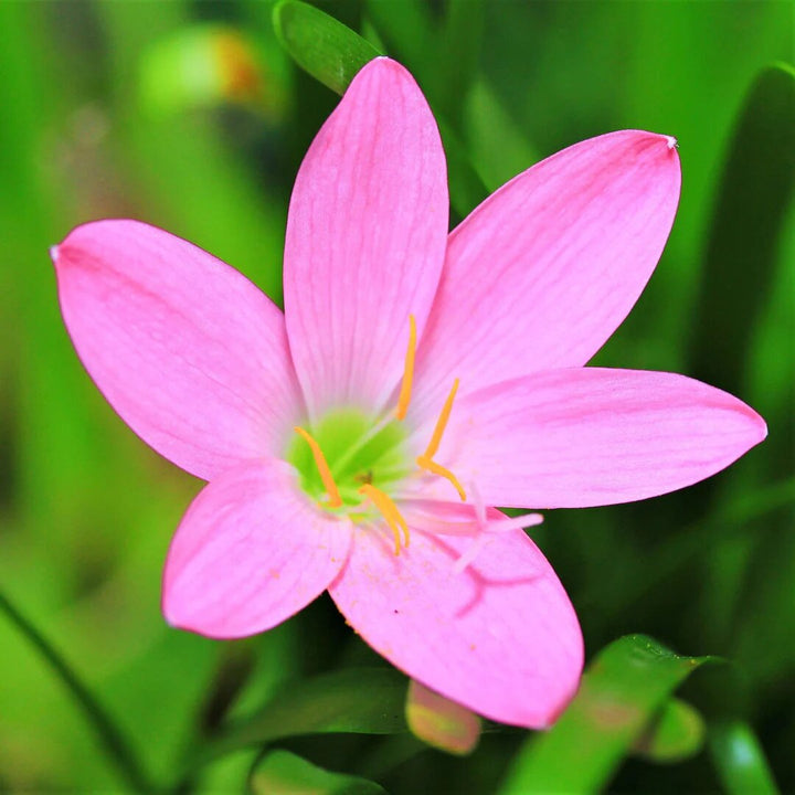 Habranthus Flower Seeds Pink – Heirloom, Non-GMO, High Germination Seeds for Planting